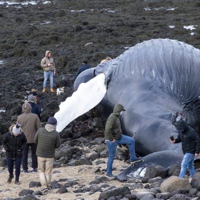 Valaan ruho keräsi uteliaita ihmisiä rannalle Reykjenesin niemimaalla Islannissa.