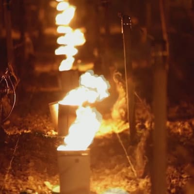Yöpakkaset uhkaavat viinisatoja Ranskassa