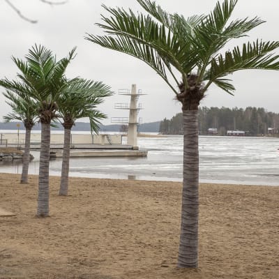 Palmuja Kallaveden rannalla