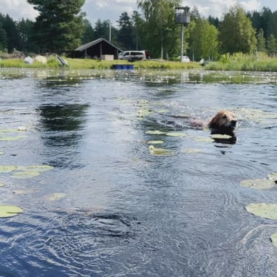 Kultaisetnoutajat Lizi ja Sissi uivat tiiviisti omistajansa Timo Koskiahteen veneen tuntumassa Varpulan tekojärvellä.
