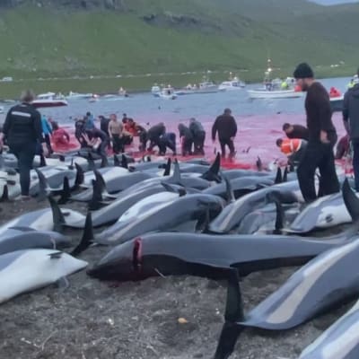 Färsaarilla tapettiin jopa 1428 valkokuvedelfiiniä