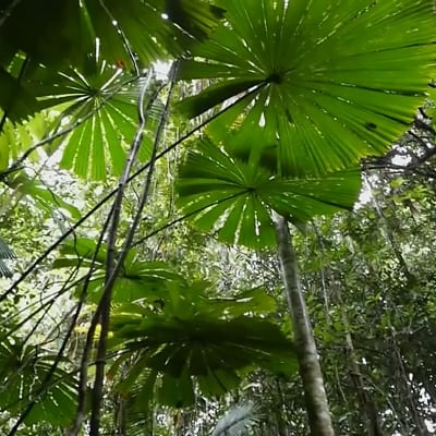 Daintreen sademetsäalue on palautettu alkuperäiskansojen omistukseen