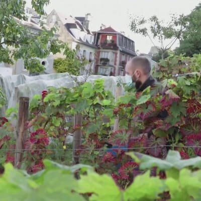 Pariisin Montmartrella korjataan "maailman kalleinta halpaa viiniä"