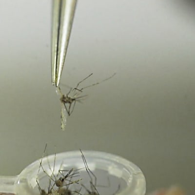 Maailman terveysjärjestö WHO suosittelee maailman ensimmäisen malariarokotteen käyttöä lapsille