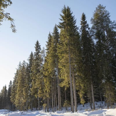 Alkuvuosi oli nousukiitoa Itä-Suomenkin puukaupassa, mutta kesällä kysyntä kääntyi ja hinnat laskivat. Nyt puumarkkinoilla on odottava tunnelma.
