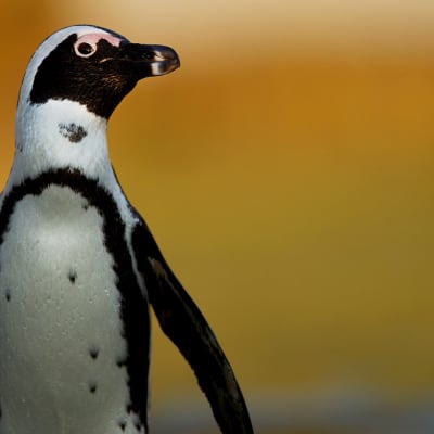 Afrikanpingviinien suojelukeskuksessa hoivataan ja ruokitaan huonokuntoisia lintuja.