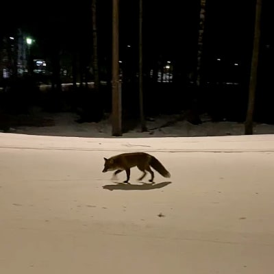 Kettu Paloheinän hiihtoladulla Helsingissä