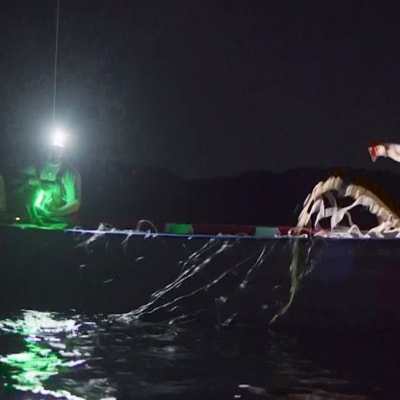 Ledvalot saattavat pelastaa uhanalaisia lajeja kalastajien verkoilta