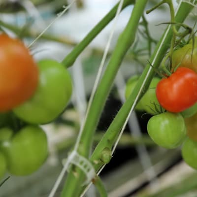 Tomater som växer i ett växthus.