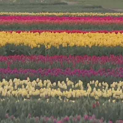 Oregonin pelloilla aaltoilee tulppaanimeri - katso tästä kukkafestivaalin väriloistoa