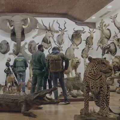 Espanjan poliisi takavarikoi täytettyjen eläinten kokoelman