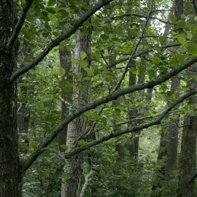 En skog med klibbalar, grön skymning som stora träd skapar.