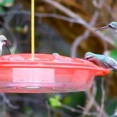 Ruokailuhetki kolibripuistossa, Arizonassa, Yhdysvalloissa. 