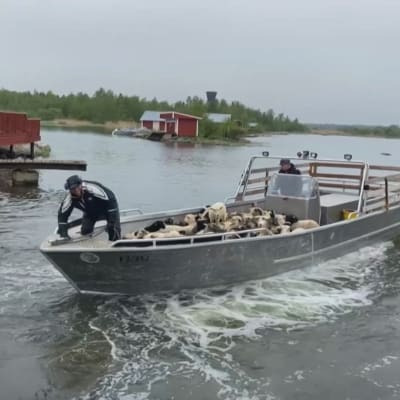 Björköbyn saaristossa laiduntaa tänä kesänä noin 800 lammasta