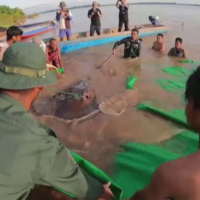 Maailman suurin makean veden kala saatiin kiinni Kambodžassa