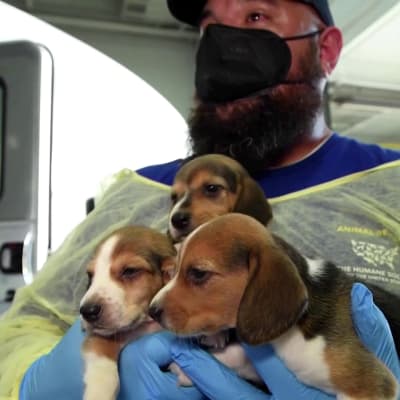 Lähes 4 000 koiraa pelastettiin pentutehtaasta