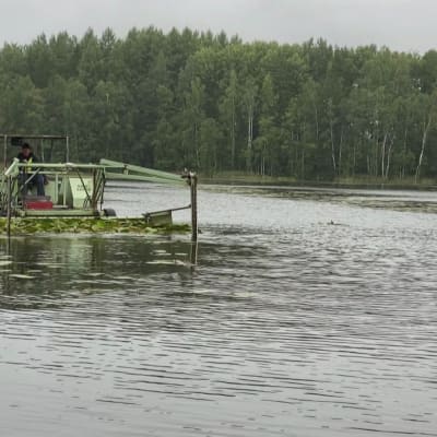 Pomarkun Valkjärvellä niitetään vesikasveja