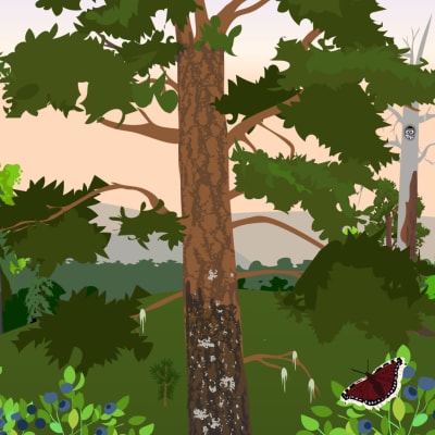 Piirretyssä kuvassa keskiössä on mänty, jota ympäröi kumpuileva metsämaisema. Kuvan etualalla on mustikanvarpuja ja perhosia.
