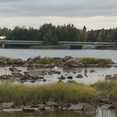 Jalohaikara etsii ruokaa Oulujoen suiston rantakaislikossa Hartaanselällä