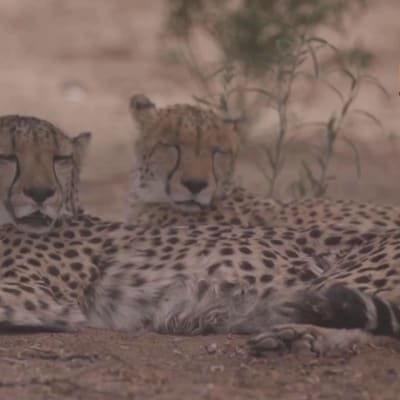 Gepardeja siirrettiin Namibiasta Intiaan