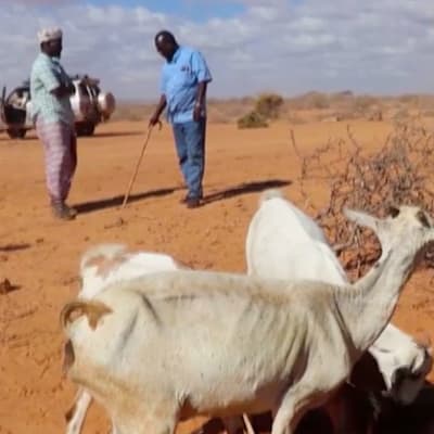 Somalian nälänhädän helpottuminen riippuu karjan selviytymisestä maaseudulla