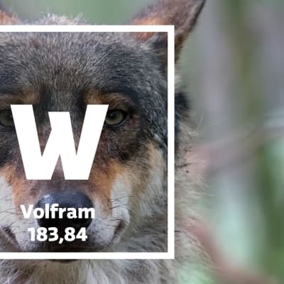 En varg och en ruta med text om grundämnet volfram.