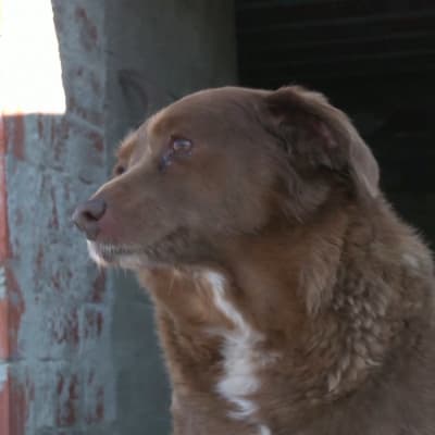 Bobi, den äldsta hunden någonsin.