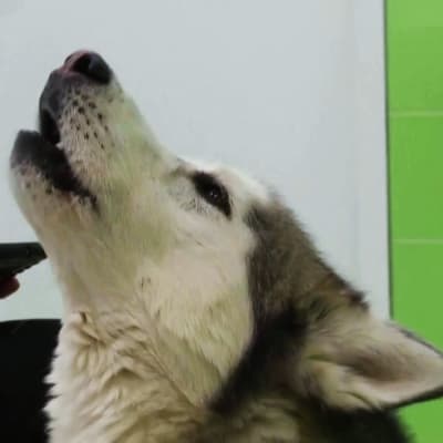 En siberian husky-hund som ylar i ett rum. bredvid hunden syns en hand som håller i en telefon. Kakelväggen i bakgrunden är limegrön.