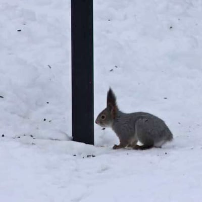 Lumihangella on orava, jolla ei ole häntää.
