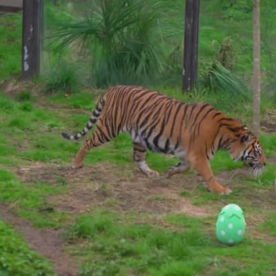 Tiger leker med påskägg på London Zoo