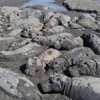 Flodhästar badar i lera för att skydda sig mot solen. 