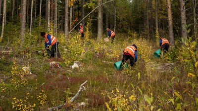 Flera personer i blå jackor och orangea reflexvästar plockar bär intill ett skogsbryn. Skogen är blandskog med björk och gran.