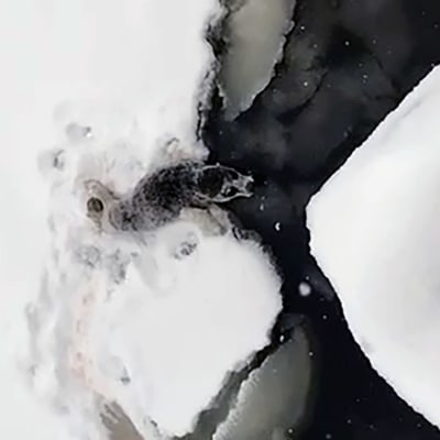 Kuvakaappaus videolta, jolla näkyy pieni kuutti jäälautan päällä tumman veden yllä.