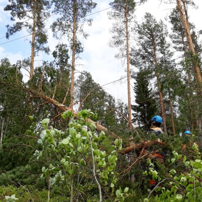 Useita puita kaatui sähkölinjoille esimeriksi Liperissä.