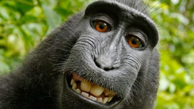 Selfie tagen av en makakapa