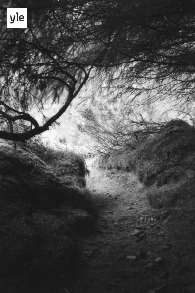 En svartvit bild från skogen