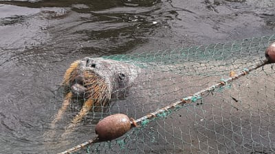 Huvudet av en valross syns i vattnet under ett grönt nät. Huvudet är ovan vattenytan, men huggtänderna bara skymtar i vattnet.