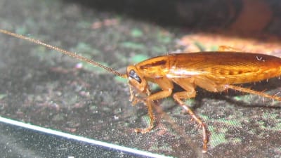 Tysk kackerlacka (Blattella germanica).