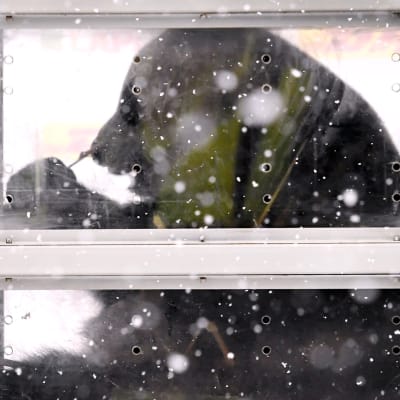 Pyry, eli Hua Bao syö bambua saapuessaan Kiinasta Suomeen Helsinki-Vantaan lentokentällä.