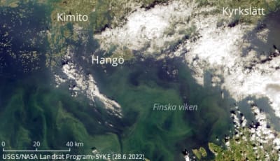 Satellitbild som visar förekomsten av alger i Finska viken.