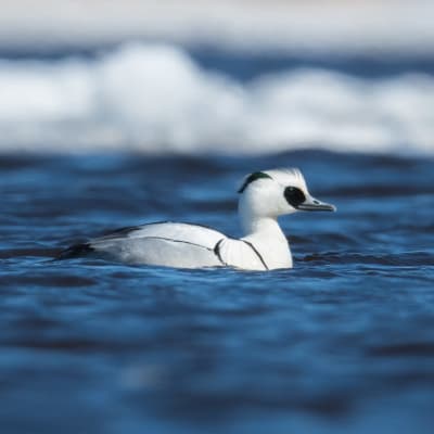 Lintu ui vedessä. 