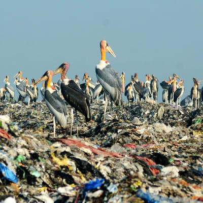 Assaminmarabut istuvat Borgaonin alueen jätevuorella Guwahatissa Assamin osavaltiossa Intiassa.
