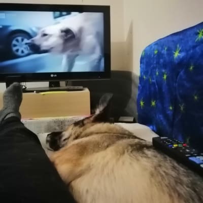 Koira makaa sängyllä ihmisen jalkojen vieressä television edessä.
