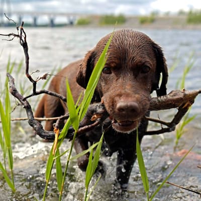 Hund kommer upp ur vattnet med käpp i munnen, i bakgrunden ståtar Replotbron.