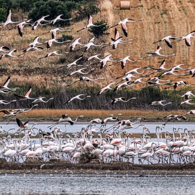 Flamingoja lähdössä lentoon ja osa lepäilee Agios Mamas- kosteikolla Kreikassa.