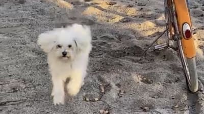 Liten, lurvig och vit hund är ute på sanden