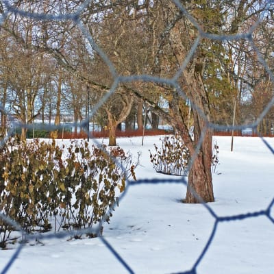 Arboretumin ruusutarhan ympärille pystytettiin talven ajaksi verkko suojaamaan jäniksiltä.