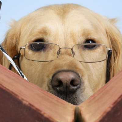 En hund med glasögon som läser en bok. Gångstavar skymtar också fram bakom boken.