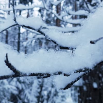 Lunta puun oksalla
