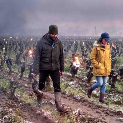 Viininviljelijät lämmittävät viiniköynnöksiä tulisoihduilla.